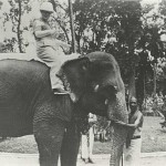 mit-elefant-ceylon